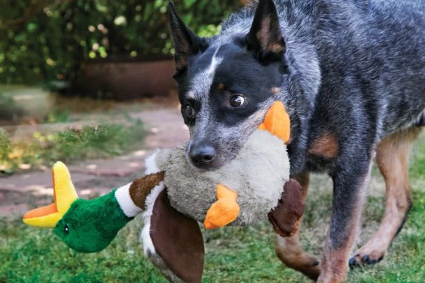 Lifestyle image of the KONG Duck, being carried by a dog.