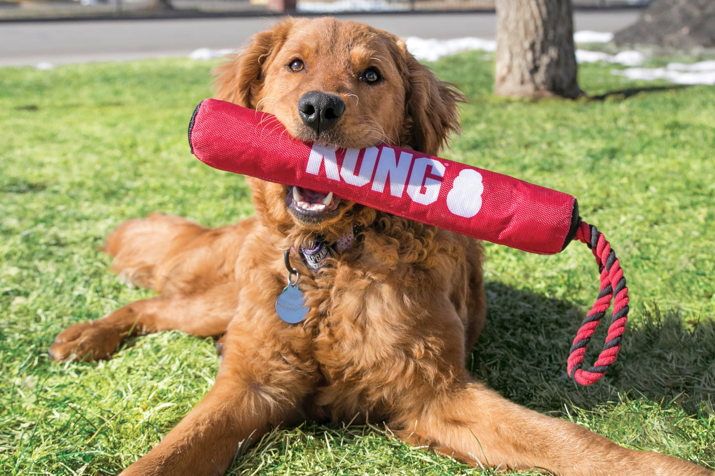Dog holding a Signature Stick, laying in a grassy outdoor setting.