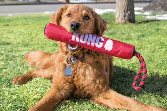 Dog holding a Signature Stick, laying in a grassy outdoor setting.