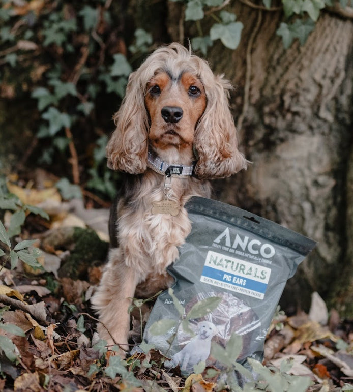 Dog sitting beside a bag of Anco Naturals dog food in a forest.