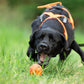 Black dog wearing a harness, chasing a Ball through a field. 