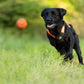 Black dog running on grass with an orange ball in the foreground.