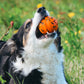 Dog holding an orange Ball in a grassy field.