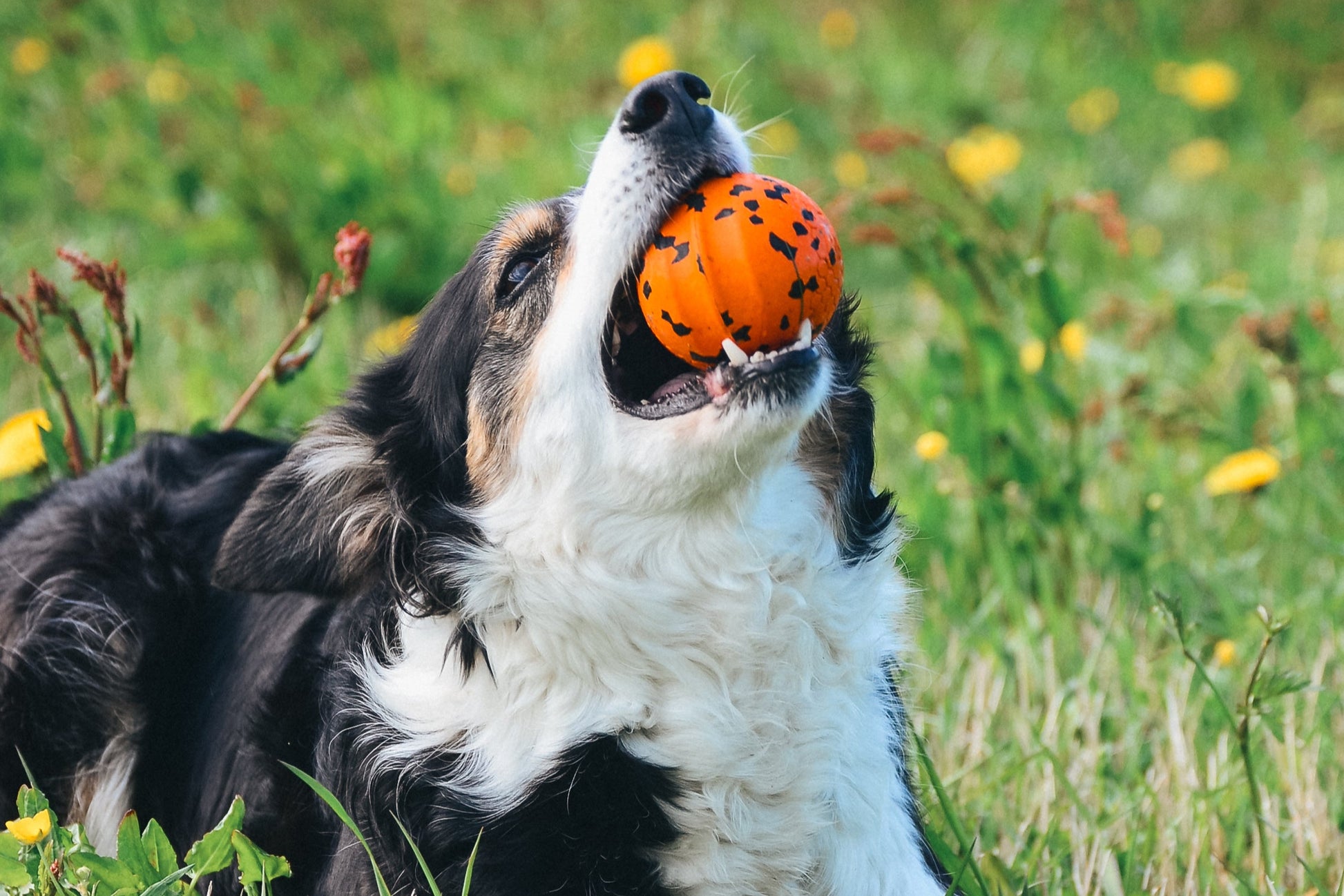 Dog holding an orange Ball in a grassy field.