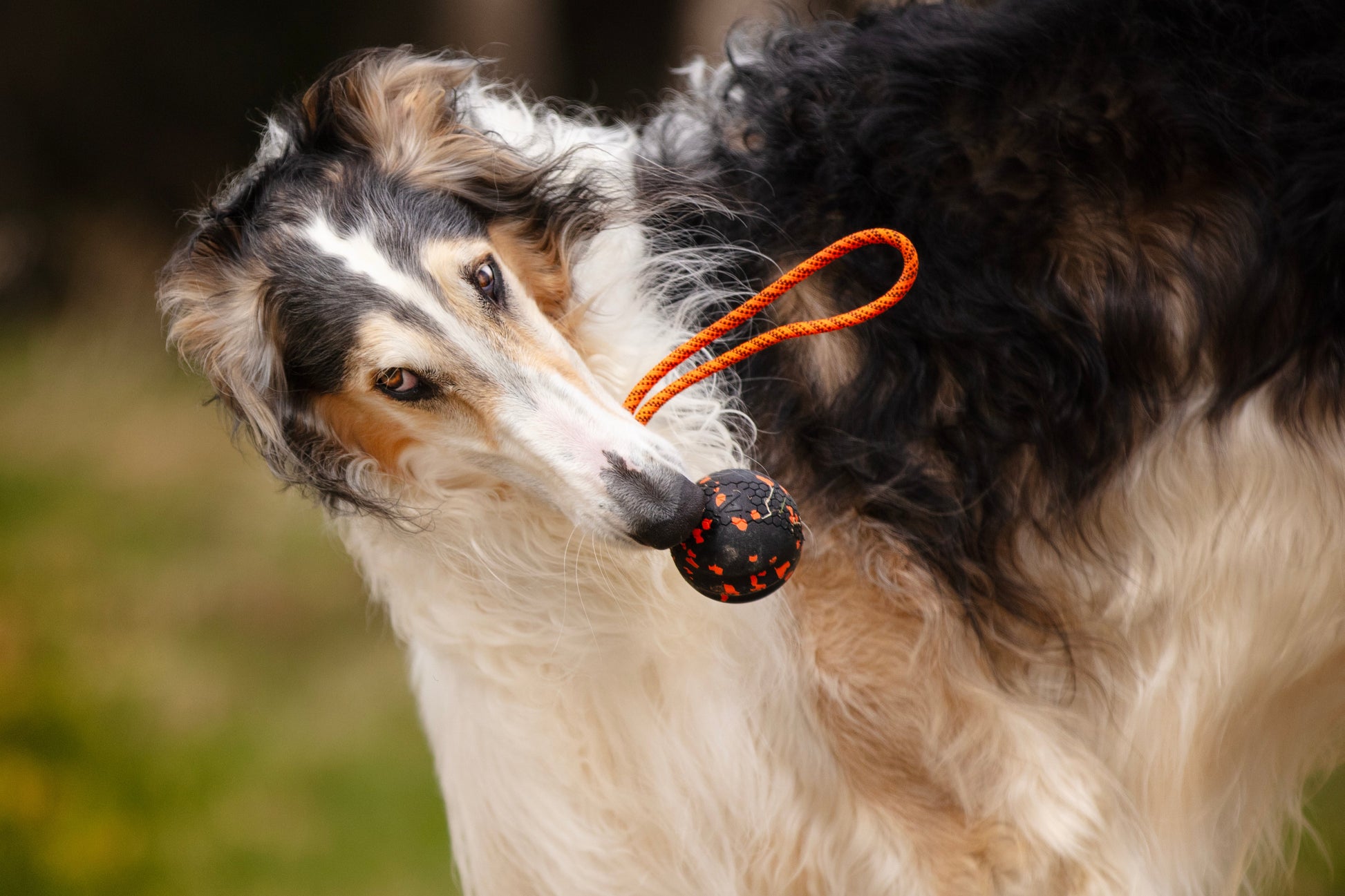Dog with a Ball with Rope in its mouth.