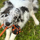 Dog playing tug with a Ball with Rope.