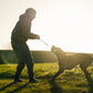 Person and dog playing tug of war in a grassy setting.