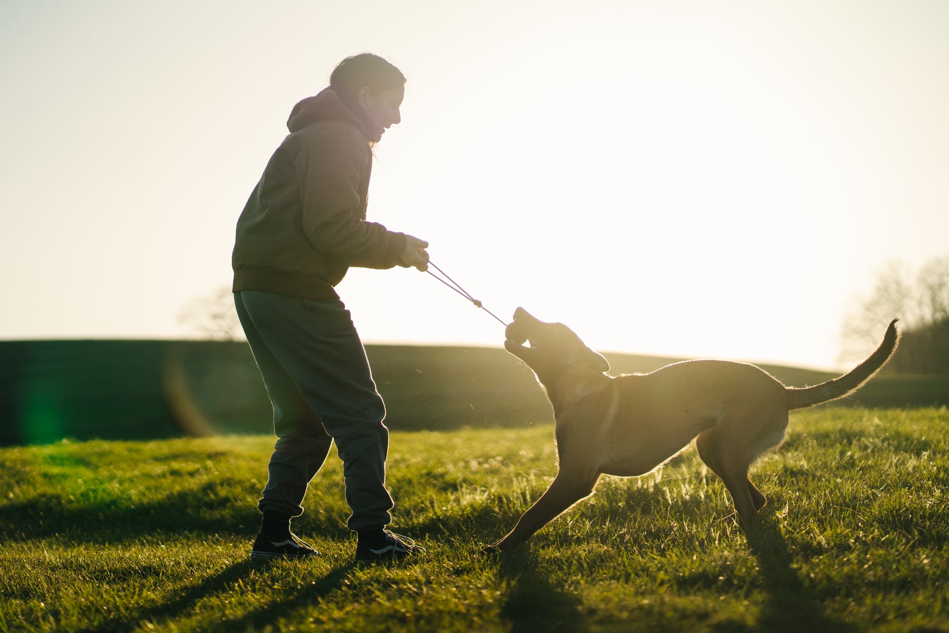Person and dog playing tug of war in a grassy setting.