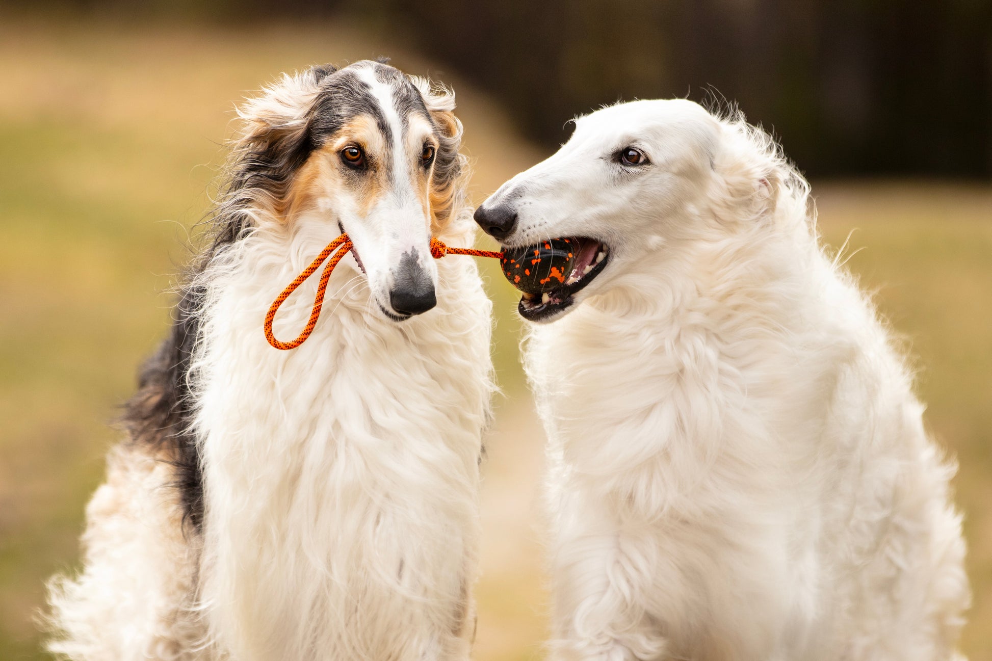 Two white dogs holding a Ball with Rope.