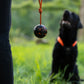 A black dog waiting to play with the Ball on Rope that a person is holding, in a grassy setting.