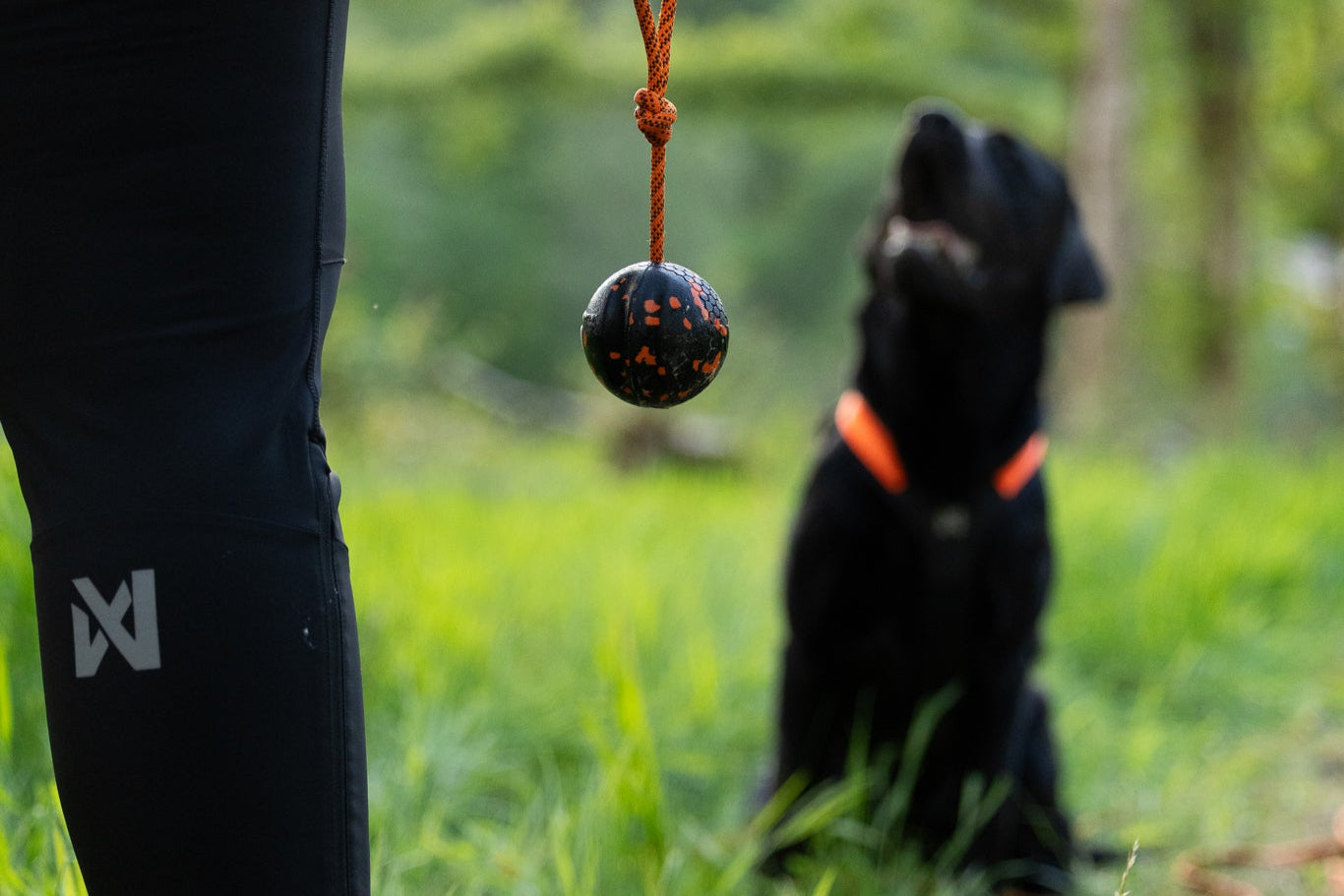 A black dog waiting to play with the Ball on Rope that a person is holding, in a grassy setting.