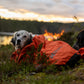 Lifestyle image of a dog in an outdoor environment, by a river.