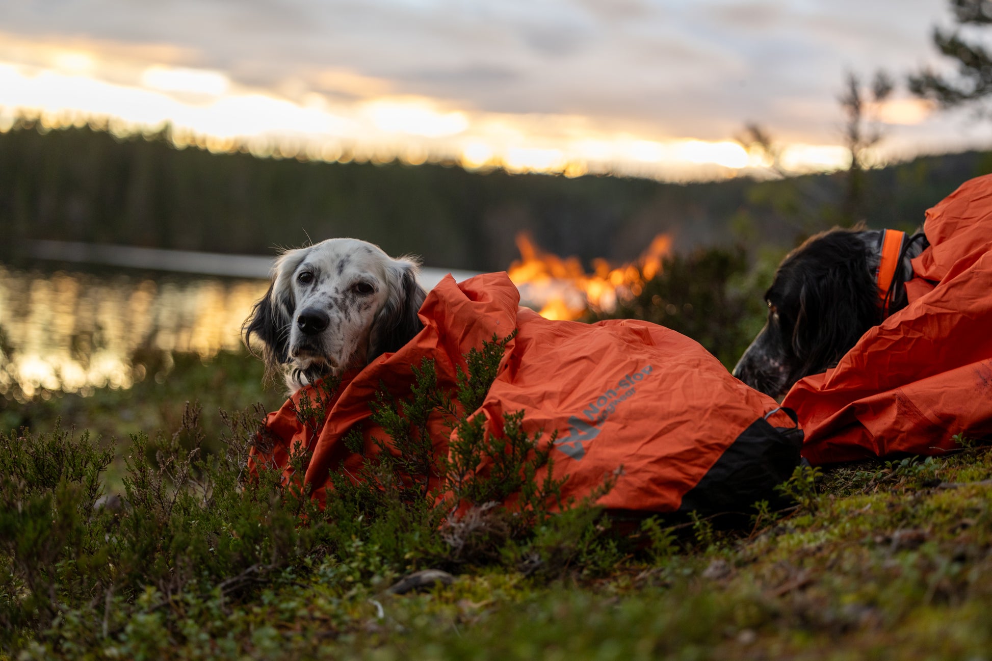 Lifestyle image of a dog in an outdoor environment, by a river.