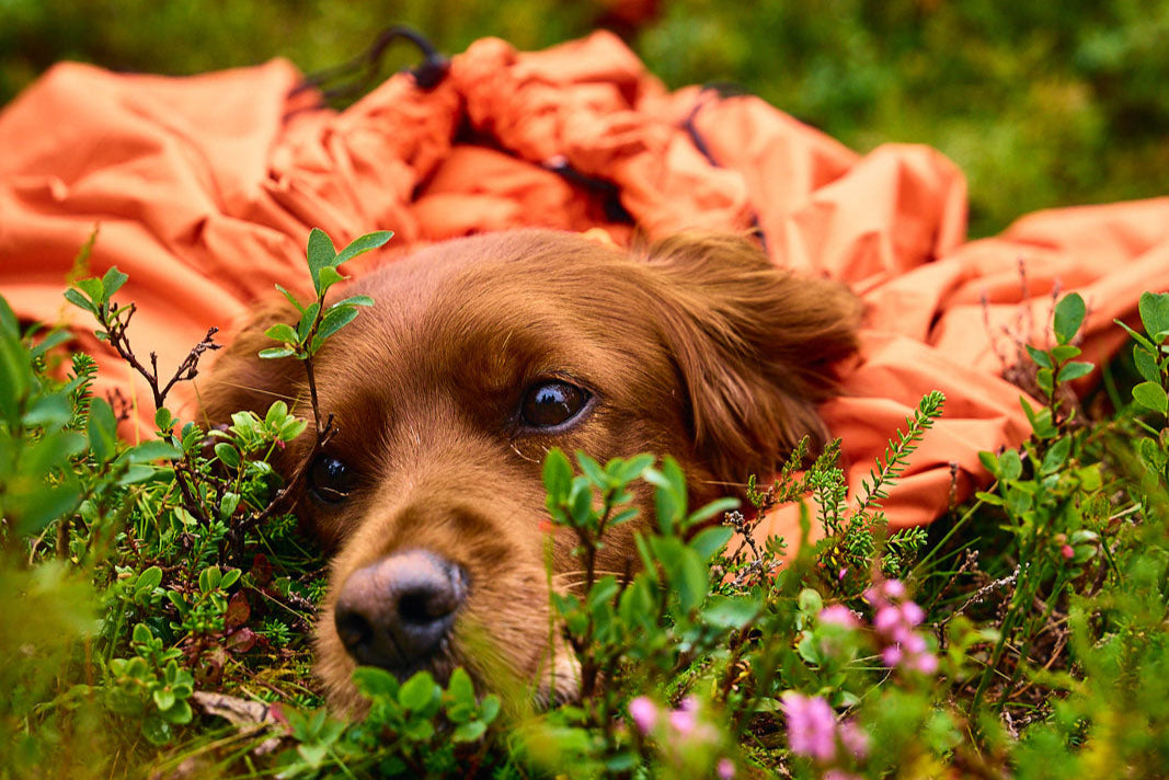 Lifestyle image of a dog laying in the grass.