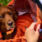 Lifestyle image of a dog laying inside the Bivvy Bag, in an outdoor environment.
