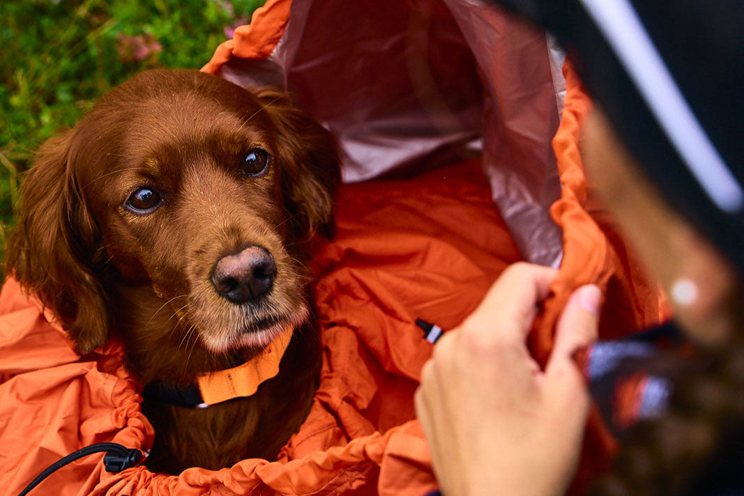 Lifestyle image of a dog laying inside the Bivvy Bag, in an outdoor environment.