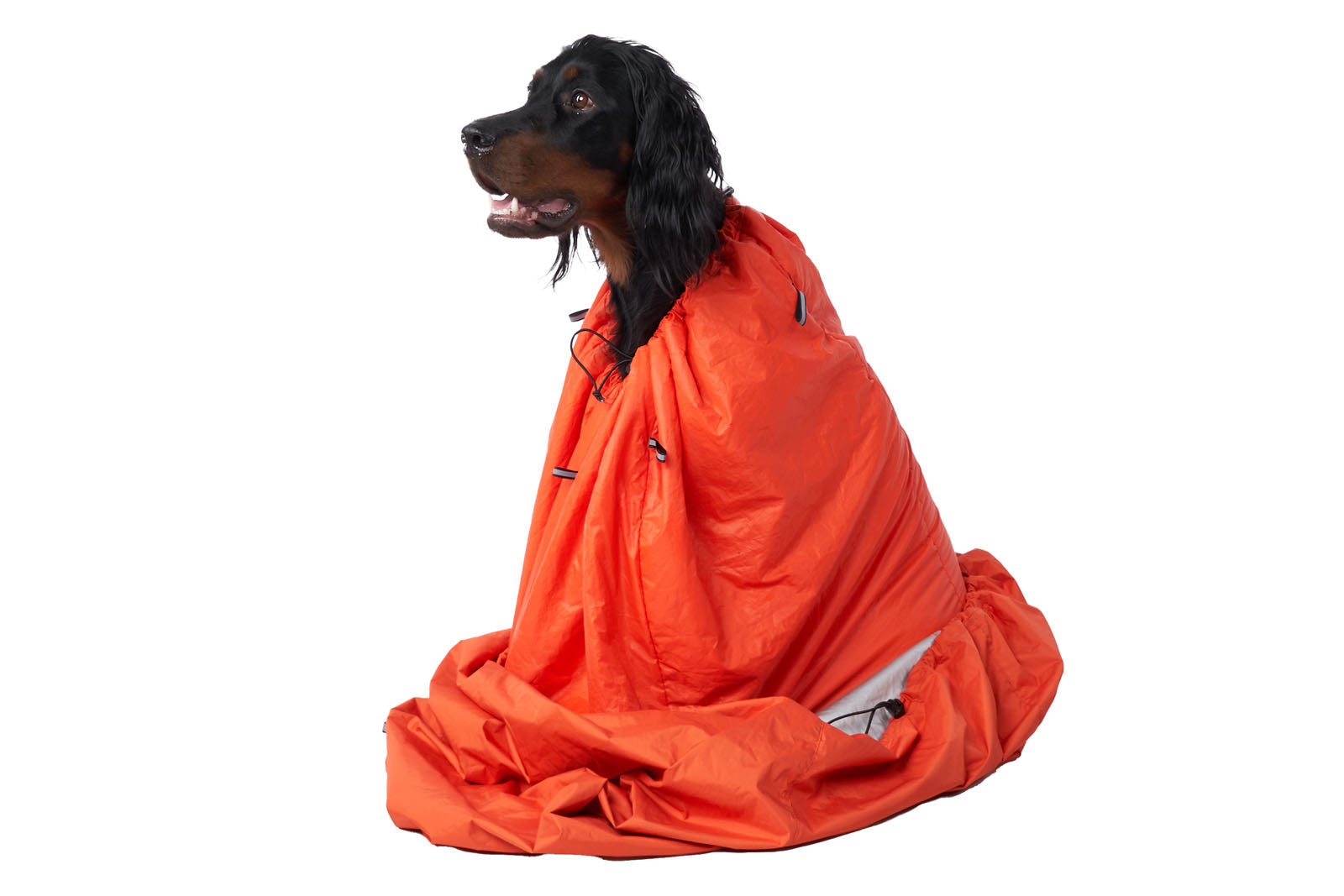 Stock image of a dog in the Bivvy Bag.