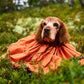 Dog in an orange Bivvy Bag, in an outdoor environment.