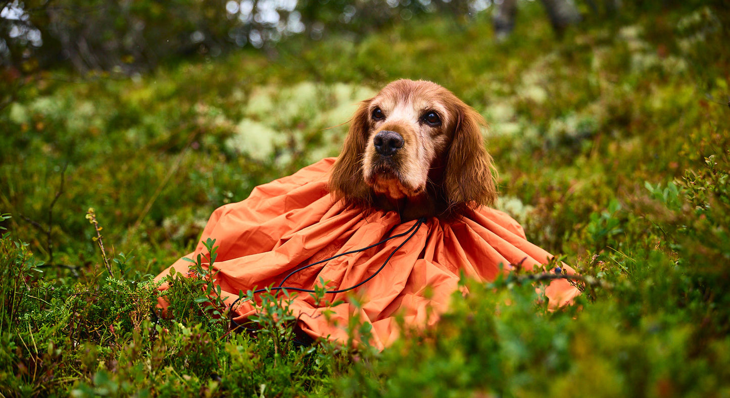 Dog in an orange Bivvy Bag, in an outdoor environment.