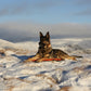 A dog laying on the Bivvy Bed, in a snowy landscape.