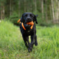 Black labrador dog running through a field, holding a Dog Throw Toy.