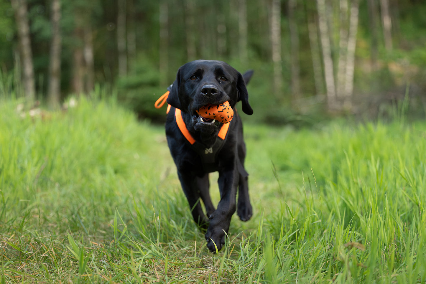 Black labrador dog running through a field, holding a Dog Throw Toy.
