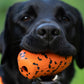 An up-close shot of a labrador holding a Dog Throw Toy.