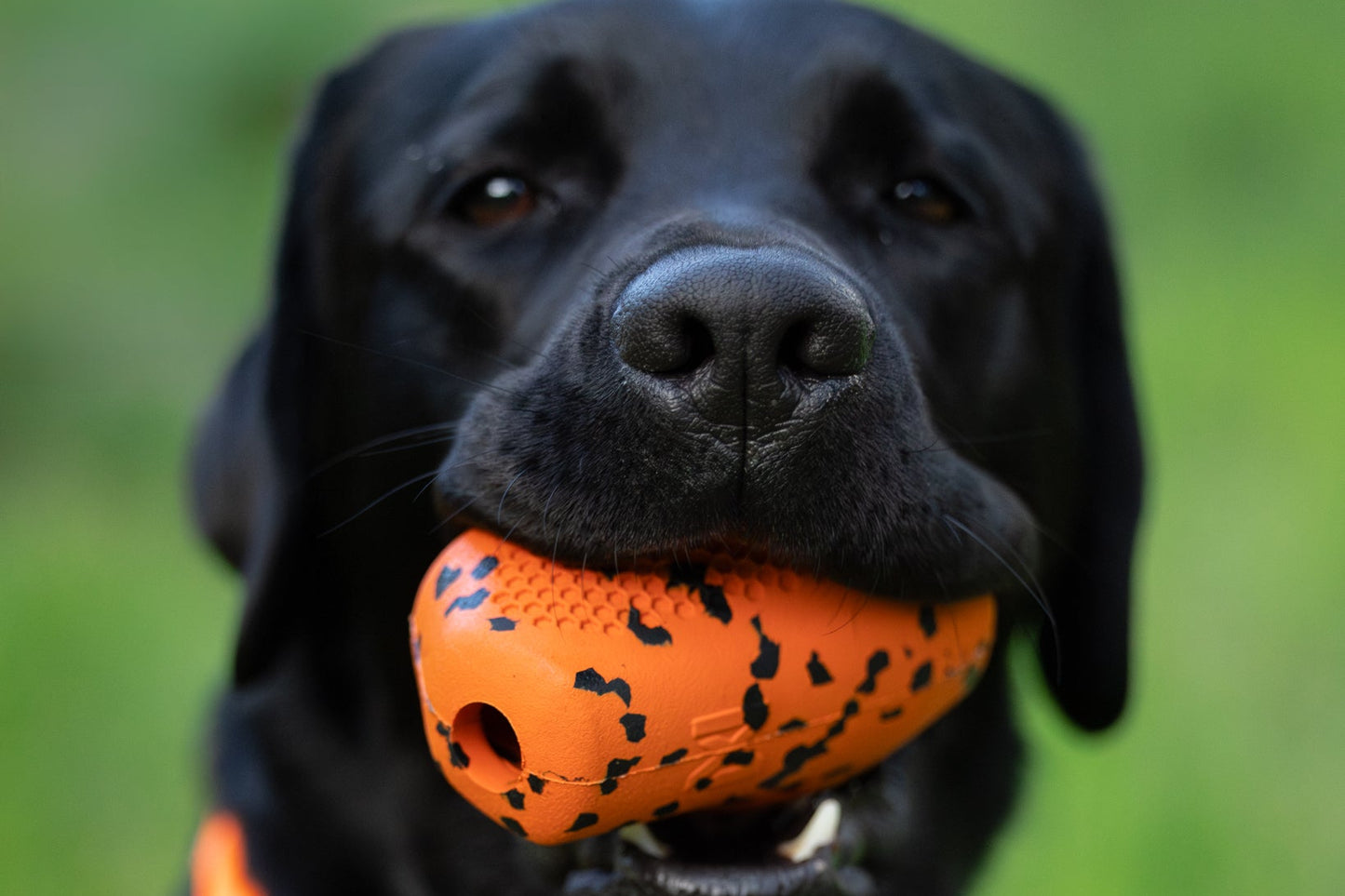 An up-close shot of a labrador holding a Dog Throw Toy.