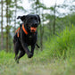 Black labrador dog running through a field, holding a Dog Throw Toy.