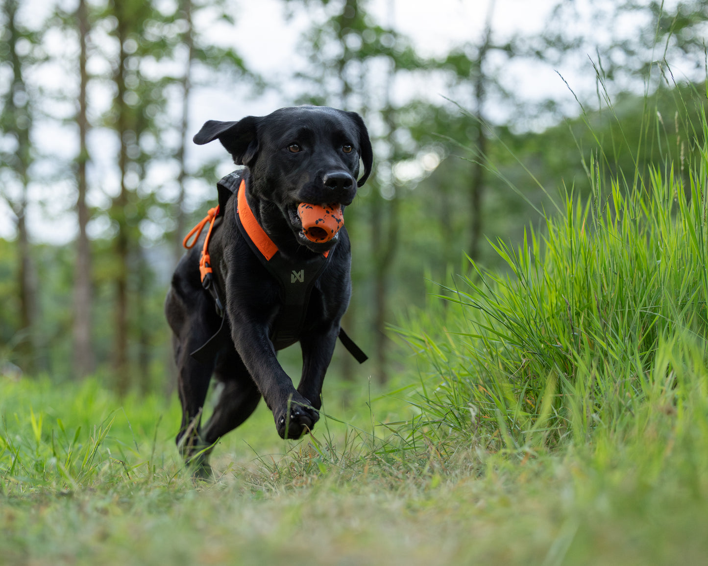 Black labrador dog running through a field, holding a Dog Throw Toy.