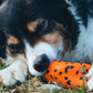 Dog lying on grass with a Dog Throw Toy.