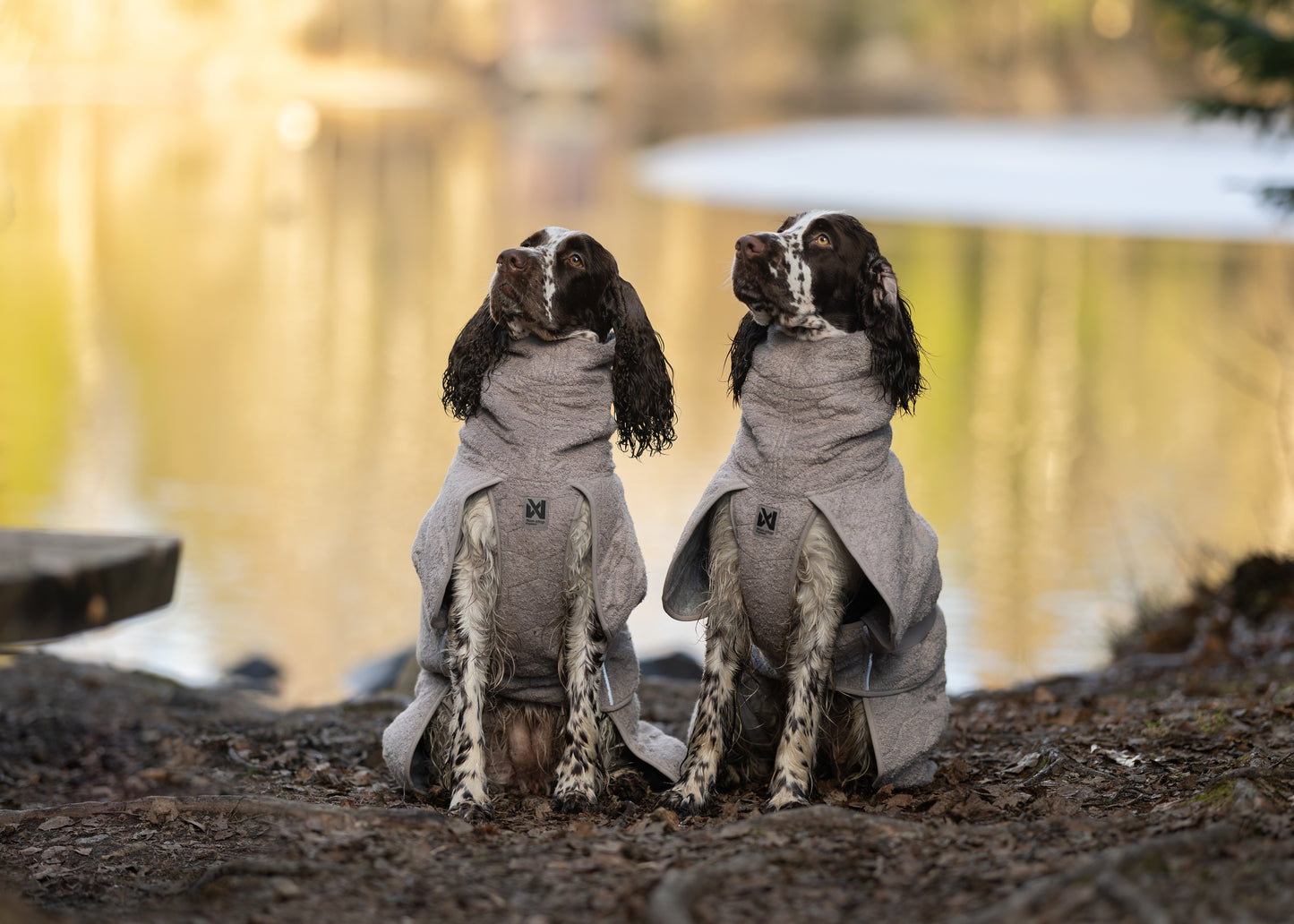 Lifestyle image of the Drying Robe, in the sand colour, on 2 brown and white spaniels.