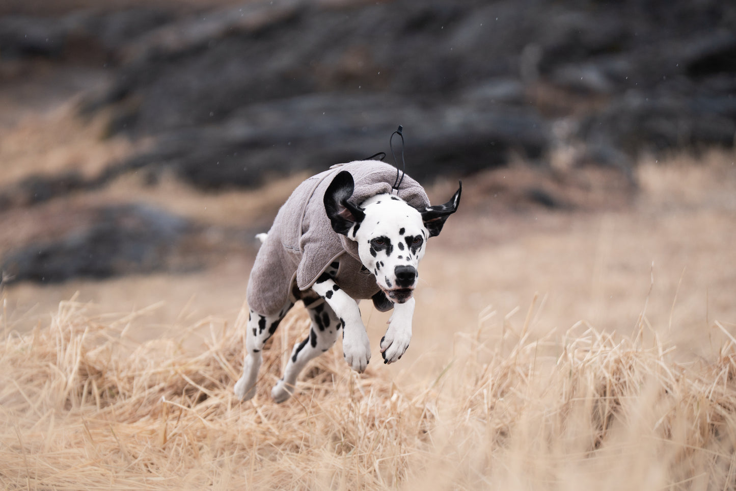 Lifestyle image of the Drying Robe, worn by a dalmatian running through the grass.