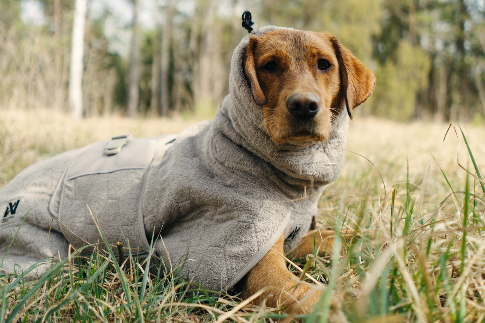 Lifestyle image of the Drying Robe, worn by a dog laying in the grass.