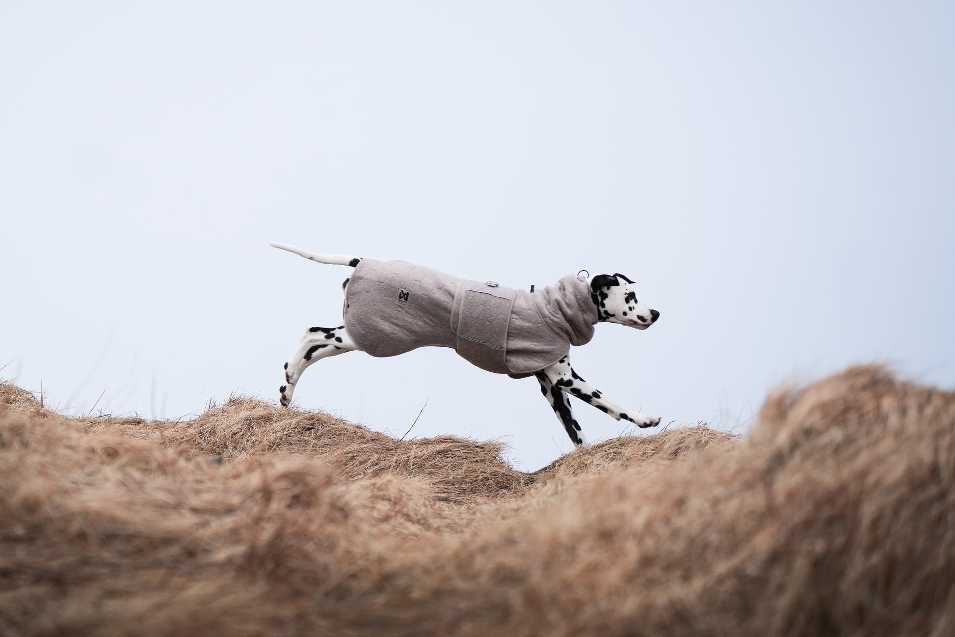 Lifestyle image of the Drying Robe, worn by a dalmatian running across some hills.