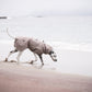 Lifestyle image of the Drying Robe, worn by a dalmatian sniffing the sand at a beach.