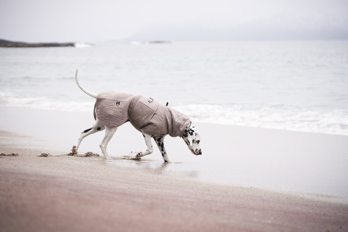 Lifestyle image of the Drying Robe, worn by a dalmatian sniffing the sand at a beach.