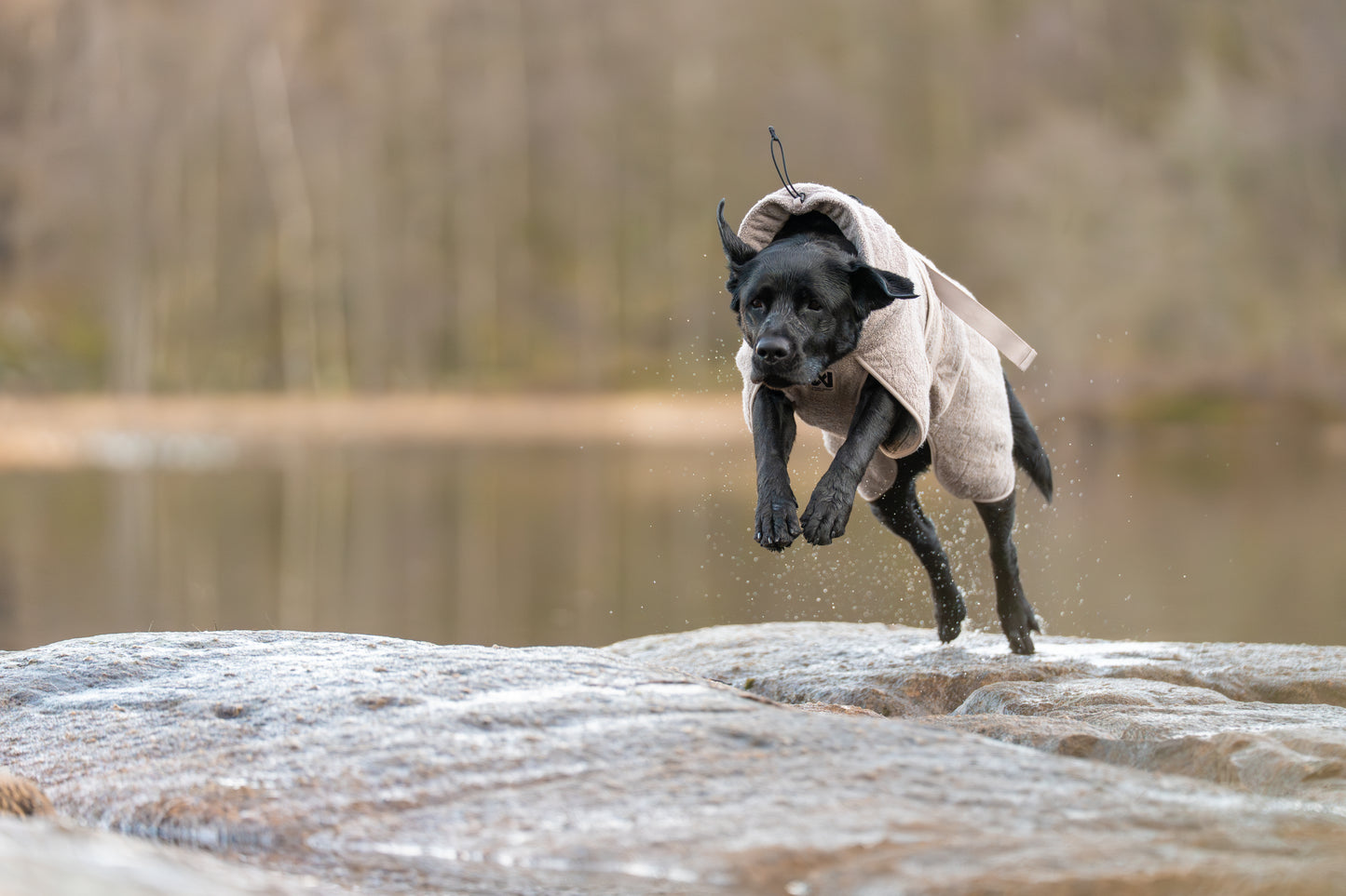 Lifestyle image of the Drying Robe, worn by a black dog running over a rock.