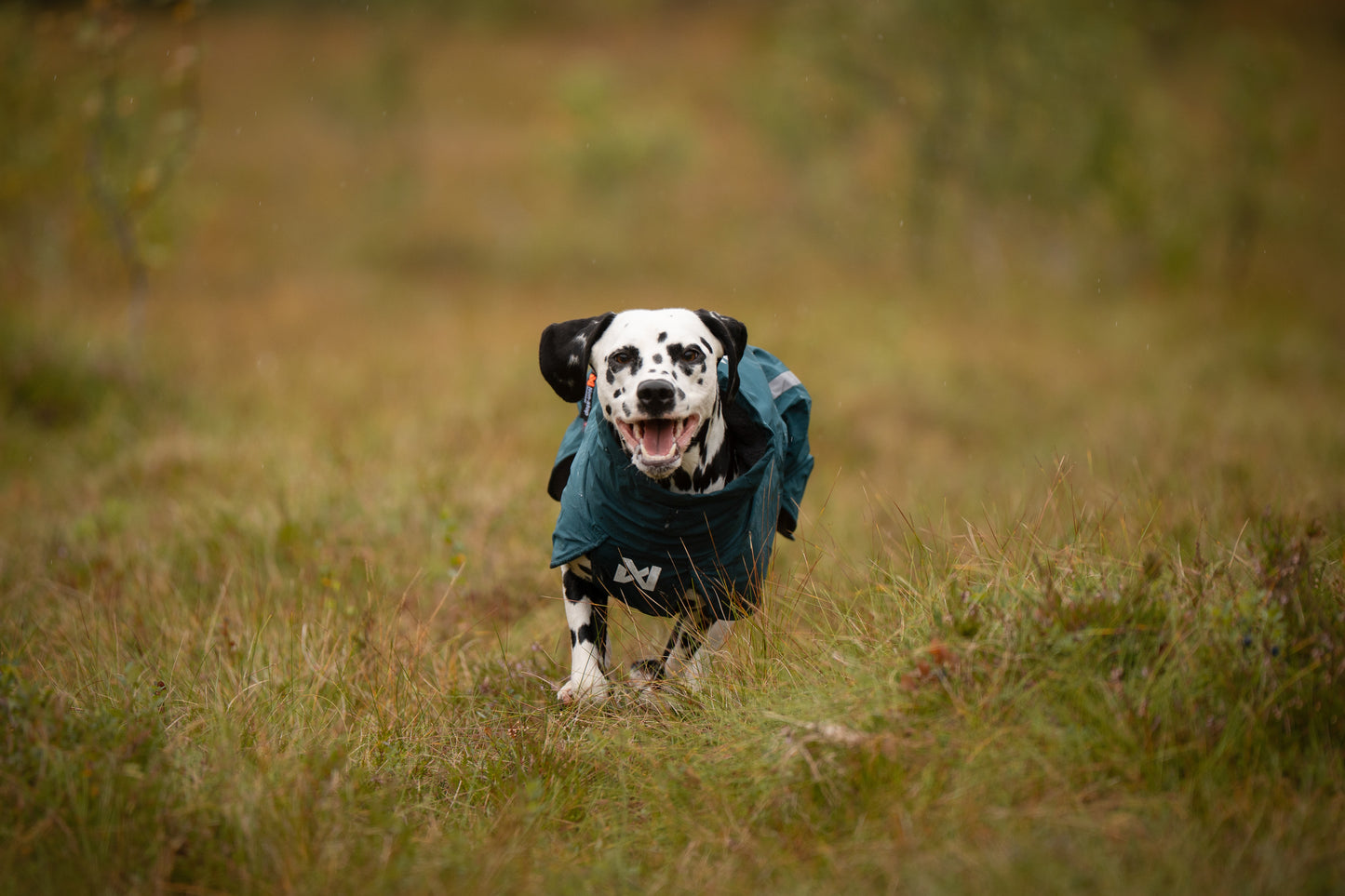Lifestyle image of the Fjord Lined Jacket, showing a dalmatian charging through the grass.