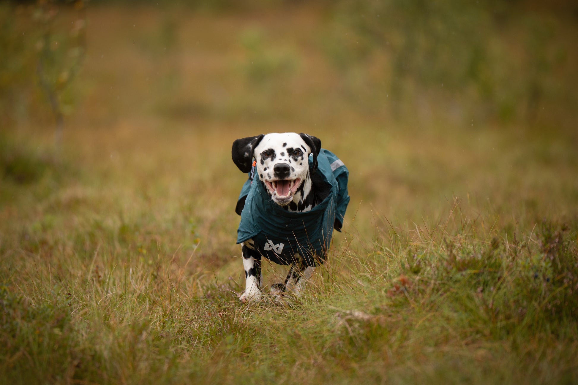 Lifestyle image of the Fjord Lined Jacket, showing a dalmatian charging through the grass.