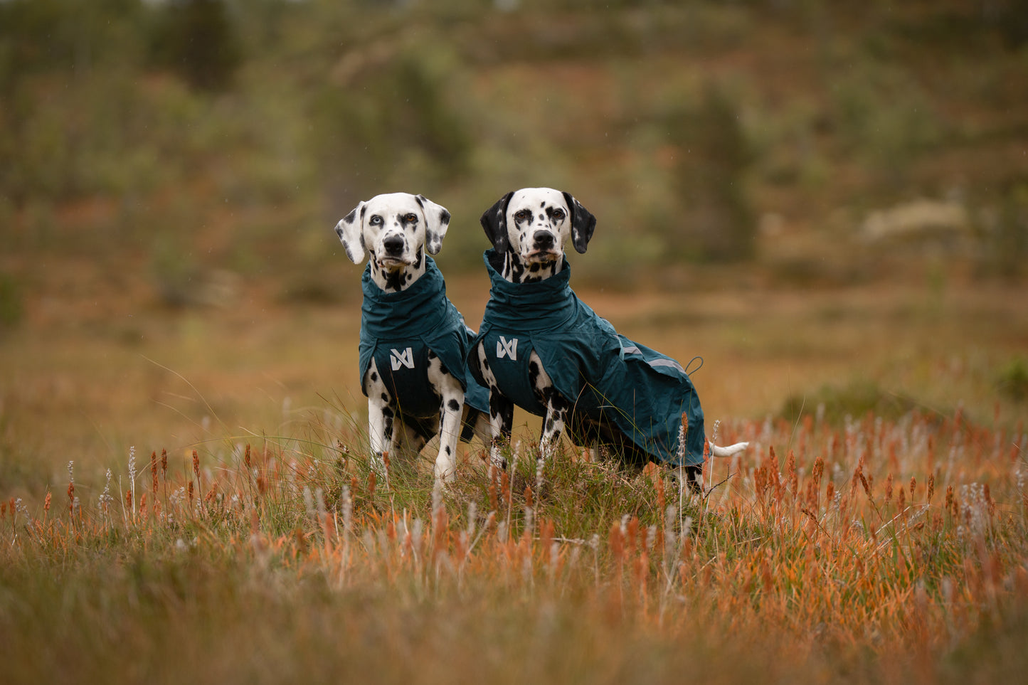 Two dalmatians looking at the camera, wearing the Fjord Lined Jackets.