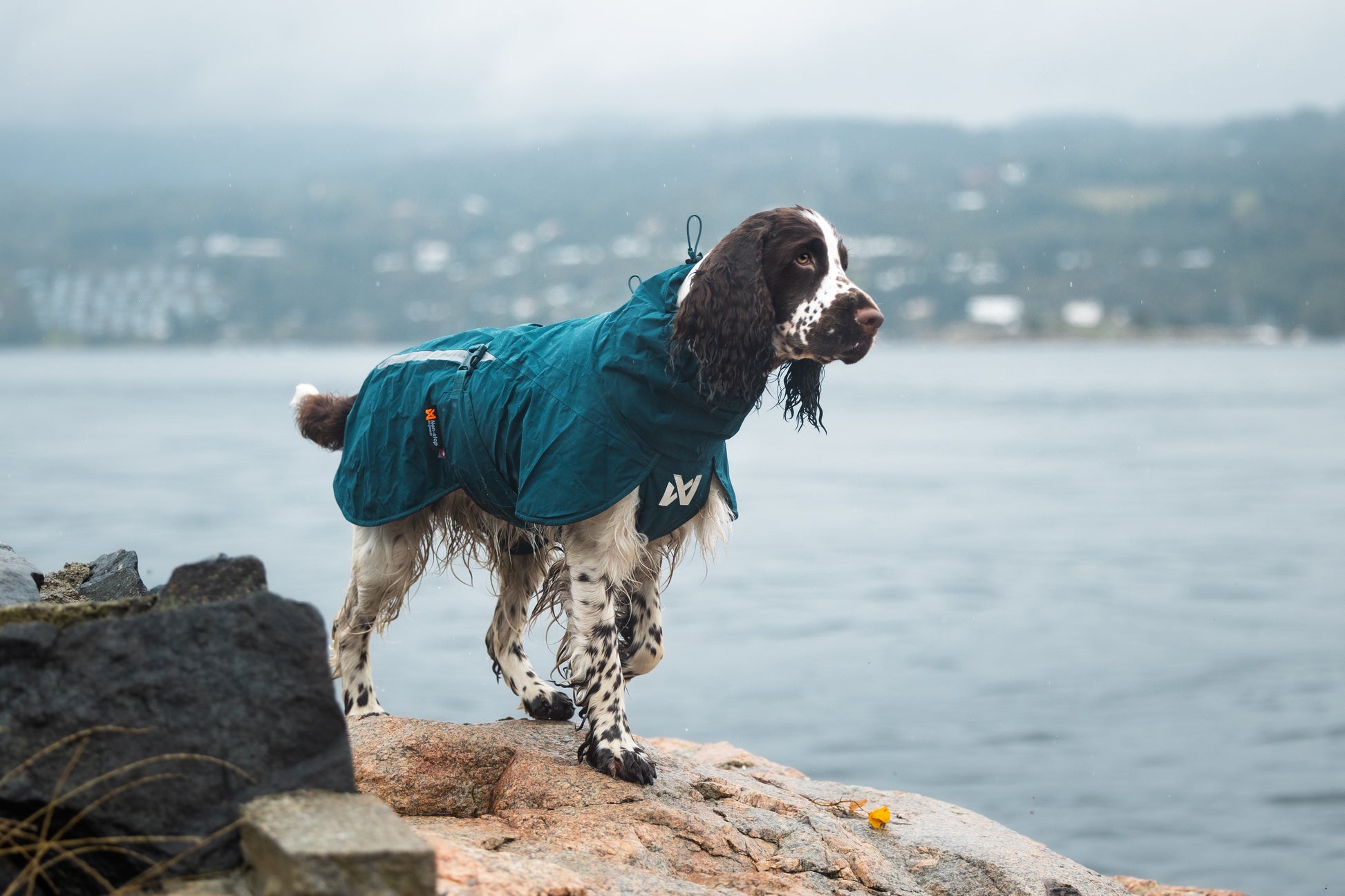 Lifestyle image of the Fjord Lined Jacket, with a spaniel walking along a shore.