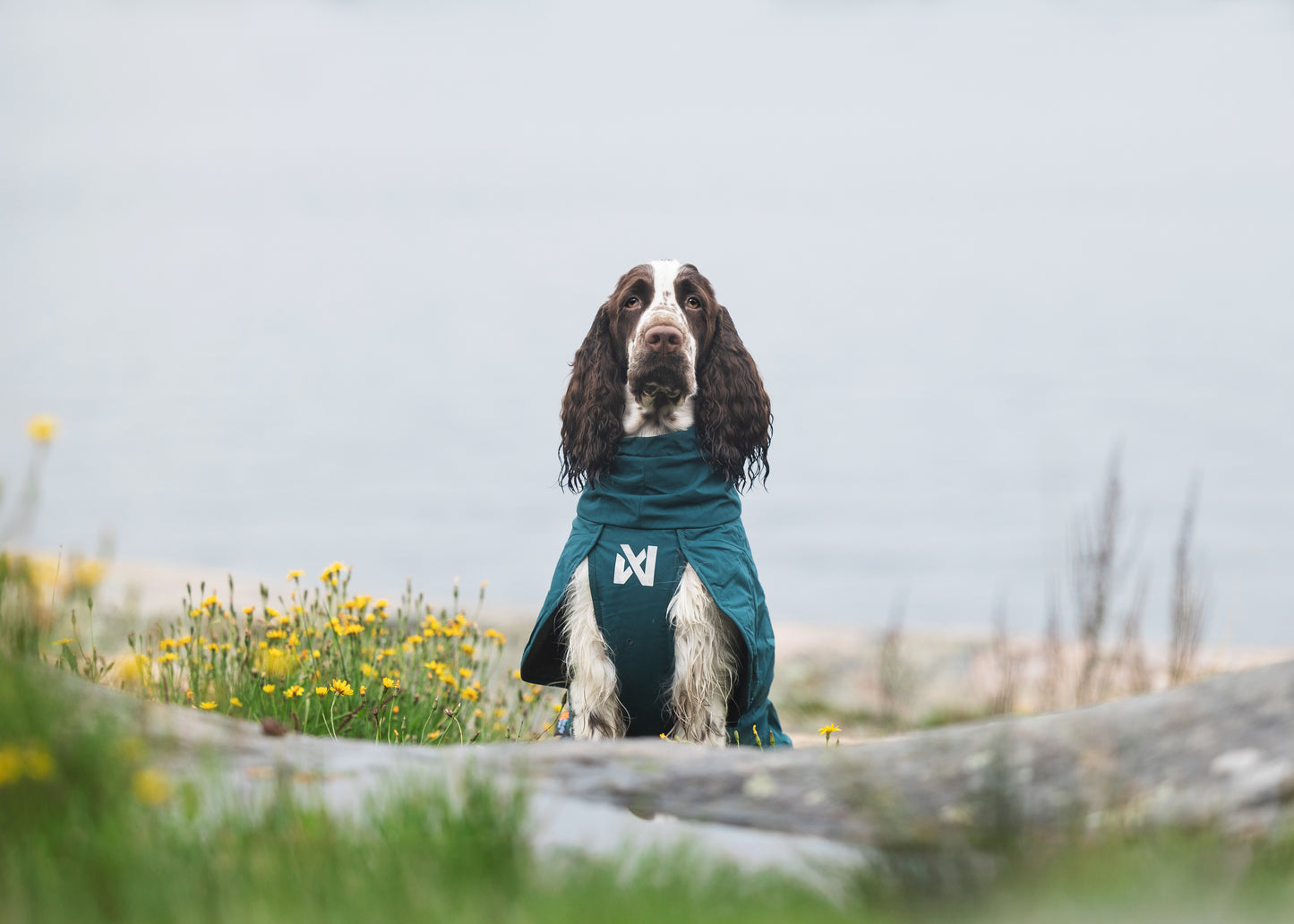 Lifestyle image of the Fjord Lined Jacket, with a wet spaniel looking at the camera, sat amongst yellow flowers.
