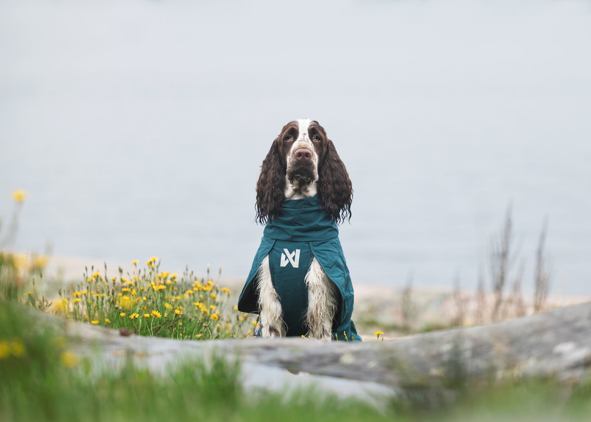 Lifestyle image of the Fjord Lined Jacket, with a wet spaniel looking at the camera, sat amongst yellow flowers.