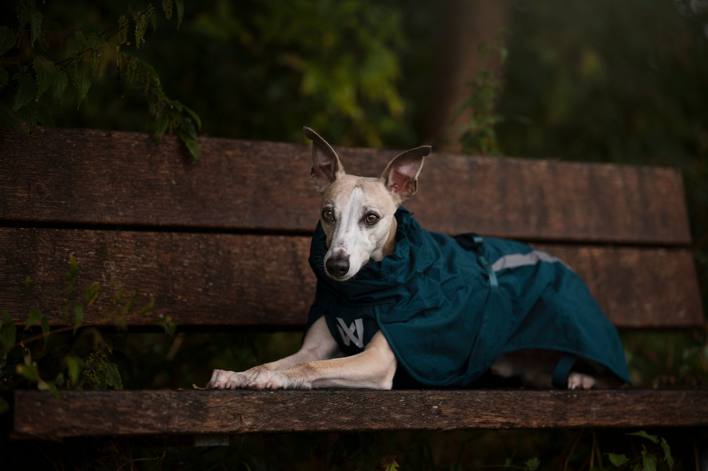Lifestyle image of the Fjord Lined Jacket, with a dog laying on a brown bench in a forest.