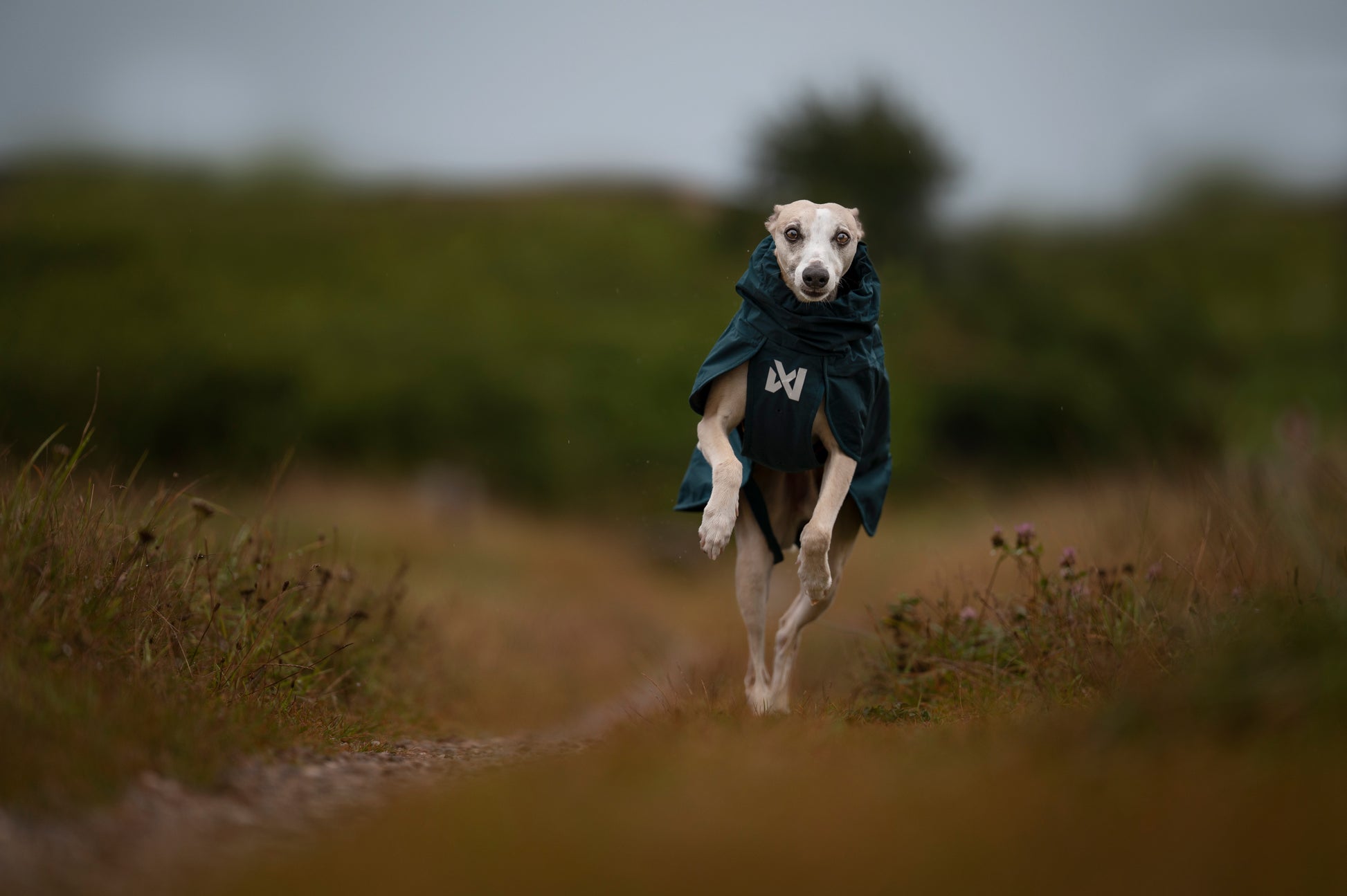 Lifestyle image of the Fjord Lined Jacket, with a beige dog running through a trail.