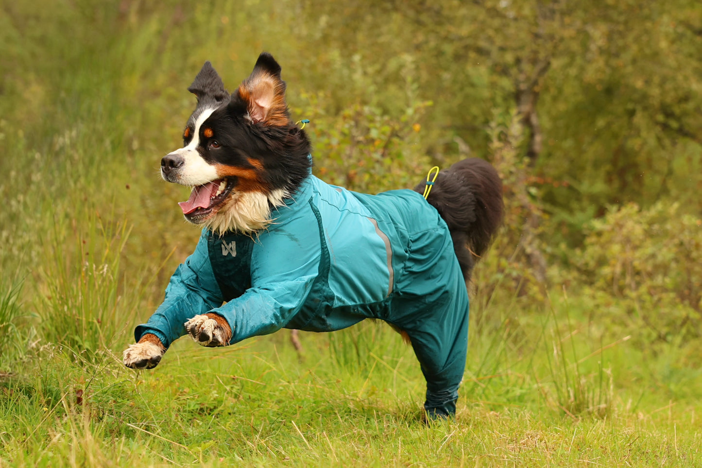 Lifestyle image of the Teal Fjord Overall, with a dog running through a grassy environment.