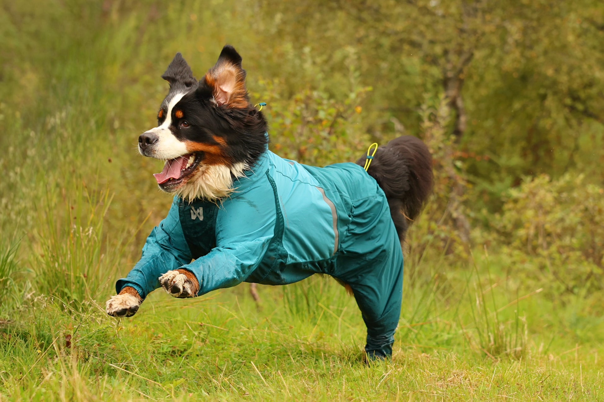 Lifestyle image of the Teal Fjord Overall, with a dog running through a grassy environment.