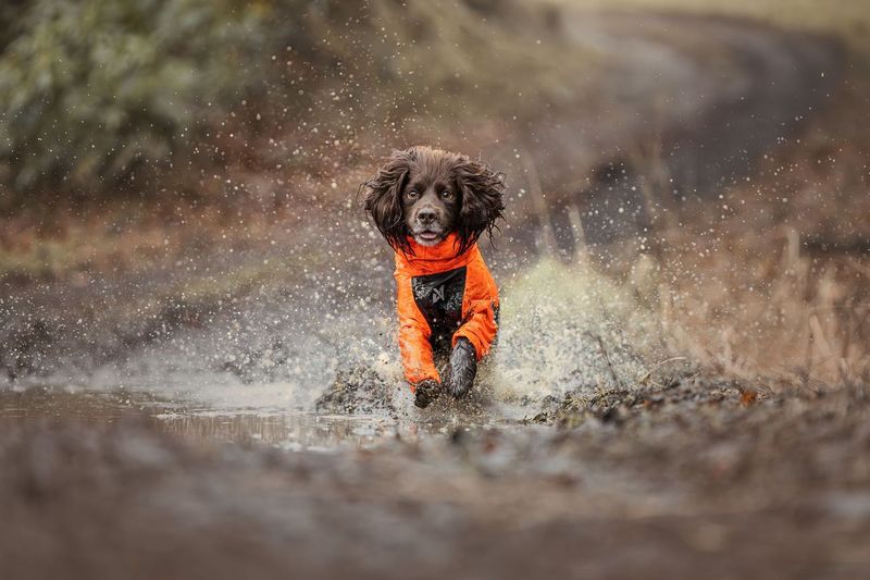 Lifestyle image of the Orange Fjord Overall, with a brown dog charging through a wet, muddy trail.
