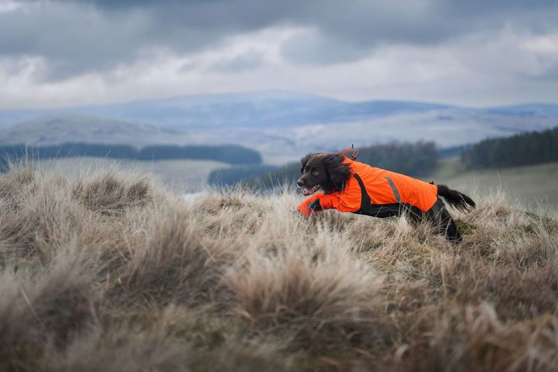 Lifestyle image of the Orange Fjord Overall, with a brown dog running through a hilly, grassy environment.